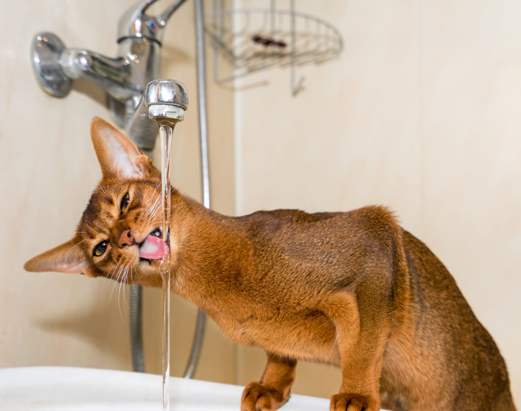 Abyssinian Cat