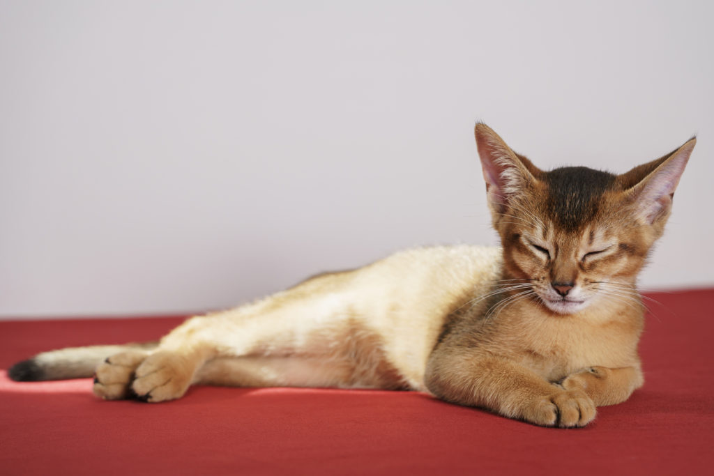 Sleeping Abyssinian Kitten