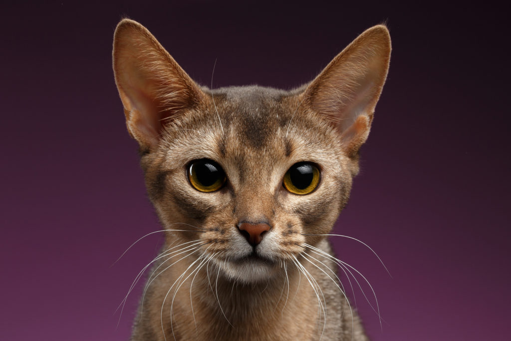 Abyssinian Photo Gallery
