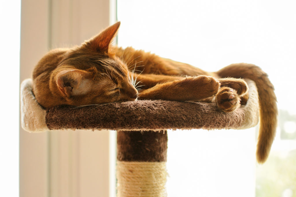 Purebred Abyssinian Sleeping