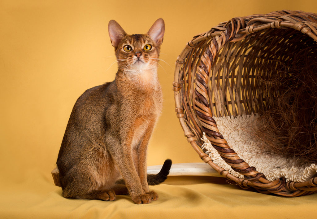 What is the personality of an Abyssinian cat?