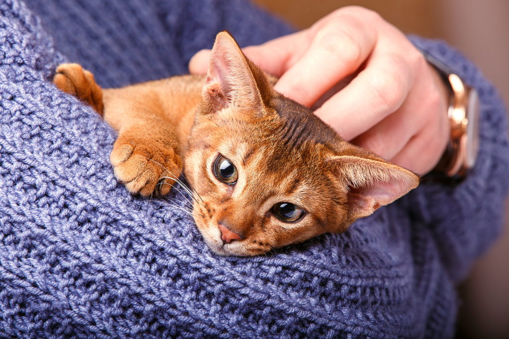 What is the normal price for an Abyssinian cat?