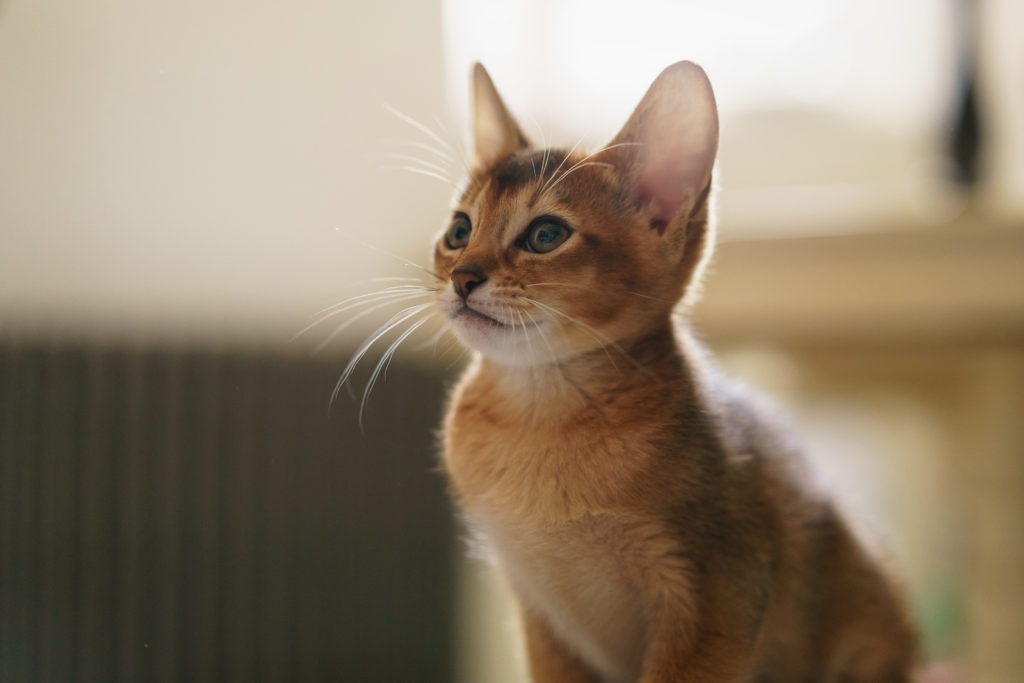 Are Abyssinian Cats Good With Children?