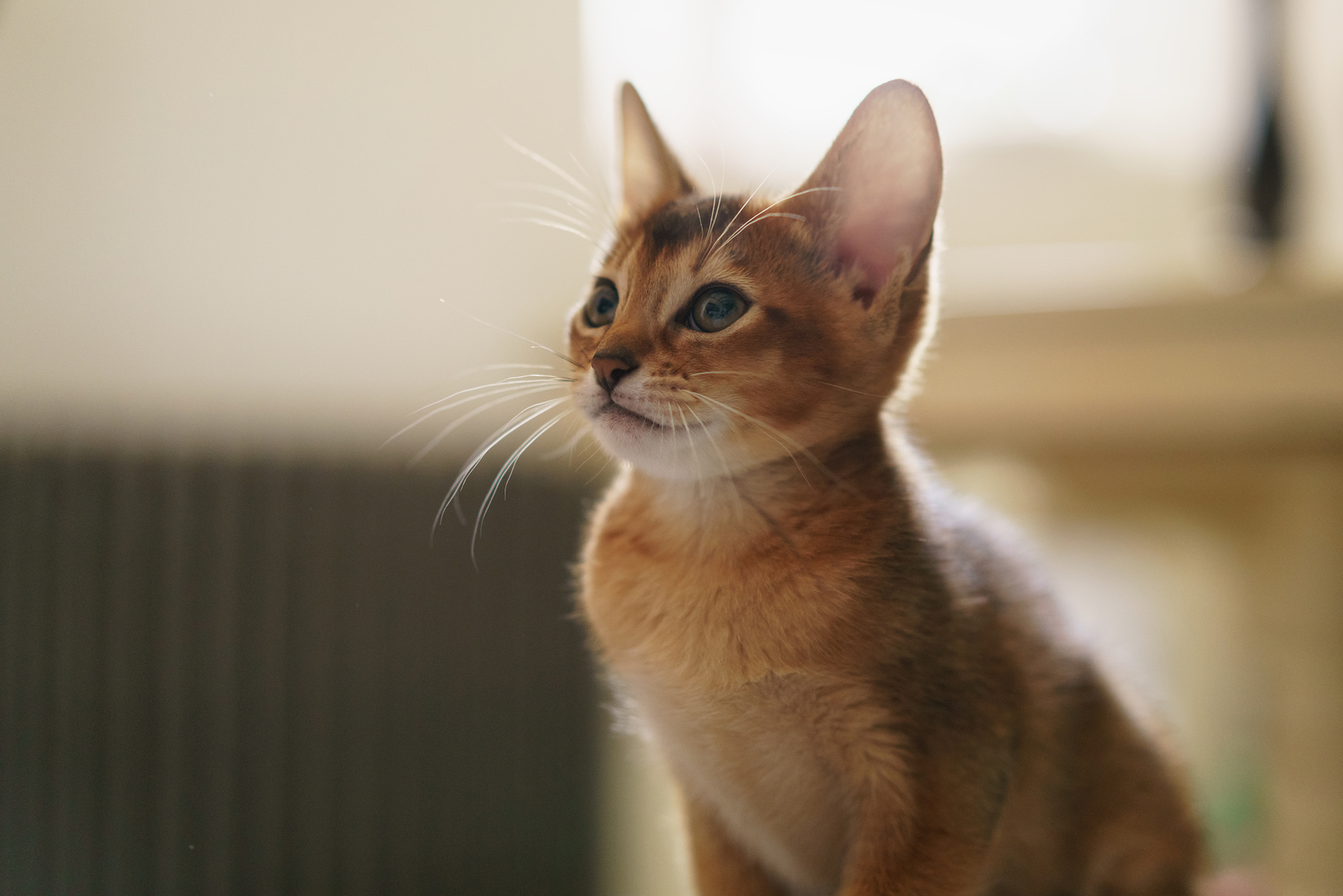 How Much Wet Food Do You Feed A Cat How Much Wet Food Do You Feed A Cat
