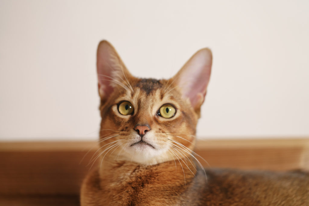 Abyssinian Purebred