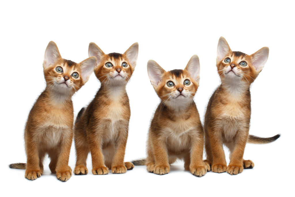 Abyssinian Kittens