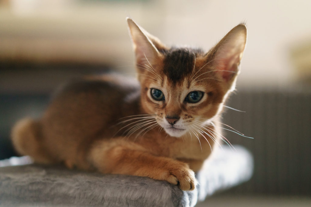 Wild Color Abyssinian Kitten